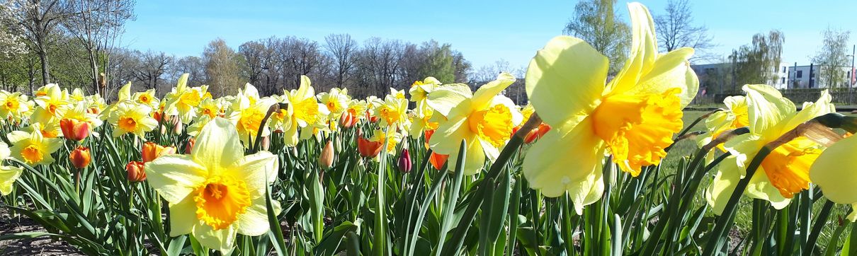 Gelbe Frühlingsblumen im Volkspark Potsdam